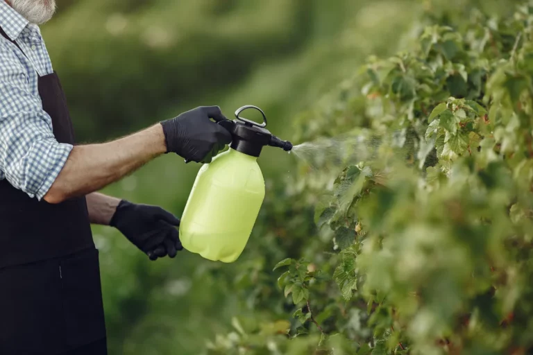 Guía básica para identificar y prevenir plagas comunes en tu huerta
