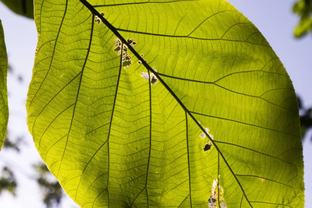 Guía básica para identificar y prevenir plagas comunes en tu huerta