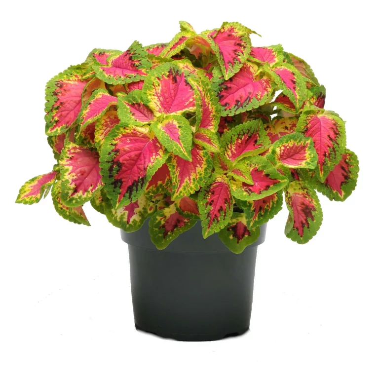 Planta de Coleo en maceta negra con hojas coloridas verdes, rojas y rosadas con bordes dentados