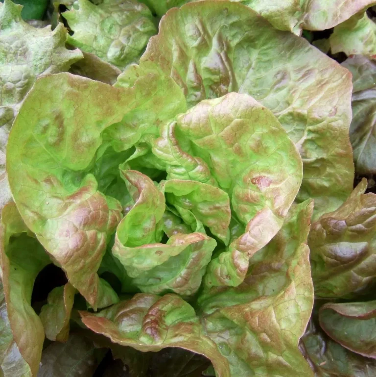 Lechuga 4 Estaciones con hojas verdes arrugadas y bordes rojizos formando rosetas compactas