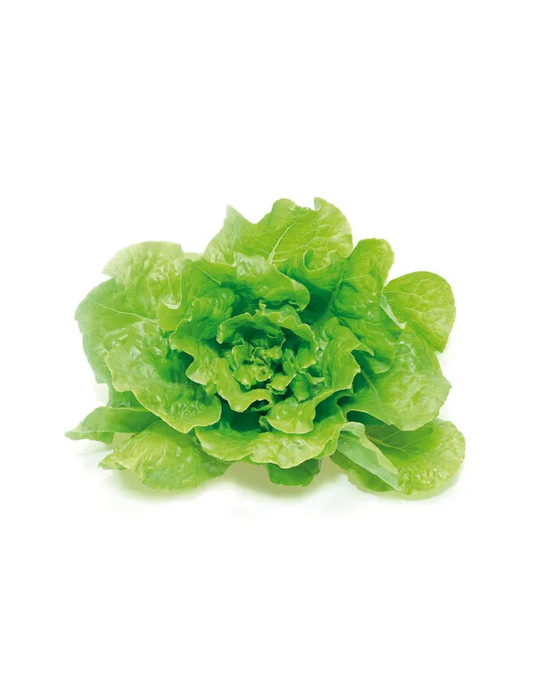 Lechuga Batavia fresca con hojas verdes crujientes y textura ondulada sobre fondo blanco