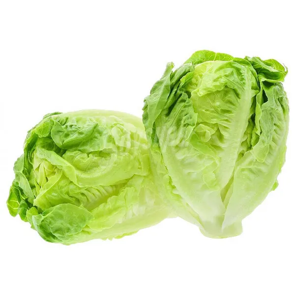 Dos cogollos de lechuga Tudela verdes y frescos sobre fondo blanco