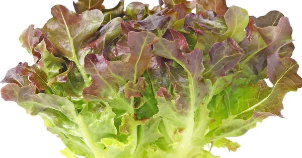 Lechuga Hoja de Roble con hojas verdes y rojizas de bordes ondulados, vista completa de la planta