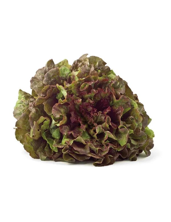 Lechuga Maravilla de Verano con hojas rizadas verdes y rojizas sobre fondo blanco