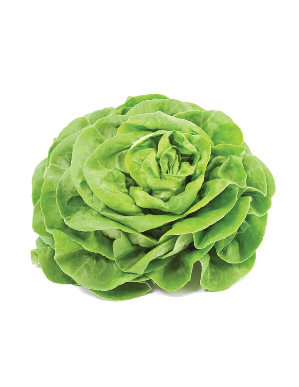 Lechuga Trocadero fresca con hojas verdes tiernas formando una cabeza compacta y redondeada sobre fondo blanco