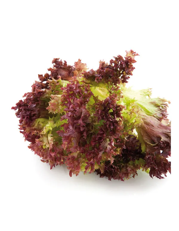 Lechuga Lollo Rosso fresca con hojas rizadas de color rojizo y verde sobre fondo blanco