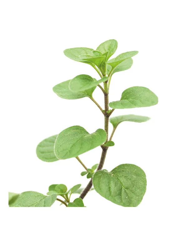 Rama de orégano con hojas verdes ovaladas y pequeñas sobre fondo blanco