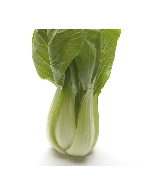 Pak Choi fresco con hojas verdes y tallos blancos gruesos sobre fondo blanco
