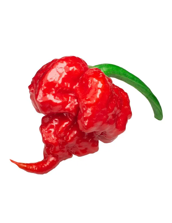 Pimiento Bhut Jolokia rojo arrugado con tallo verde sobre fondo blanco