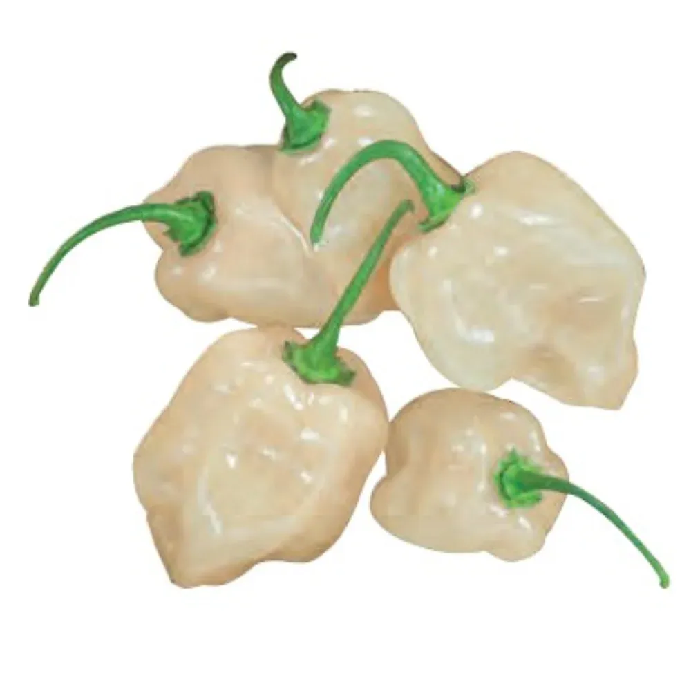 Cinco pimientos habaneros blancos con tallos verdes sobre fondo blanco