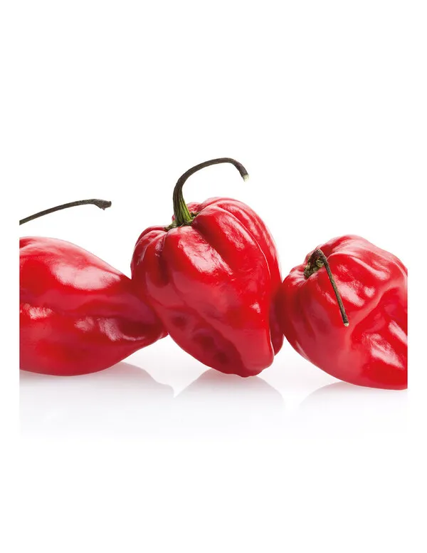 Tres pimientos habaneros rojos brillantes con tallos curvos sobre fondo blanco con reflejos
