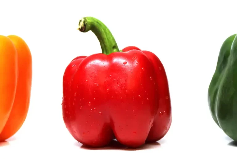 Tres pimientos morrones de colores: naranja, rojo y verde, frescos con gotas de agua sobre fondo blanco