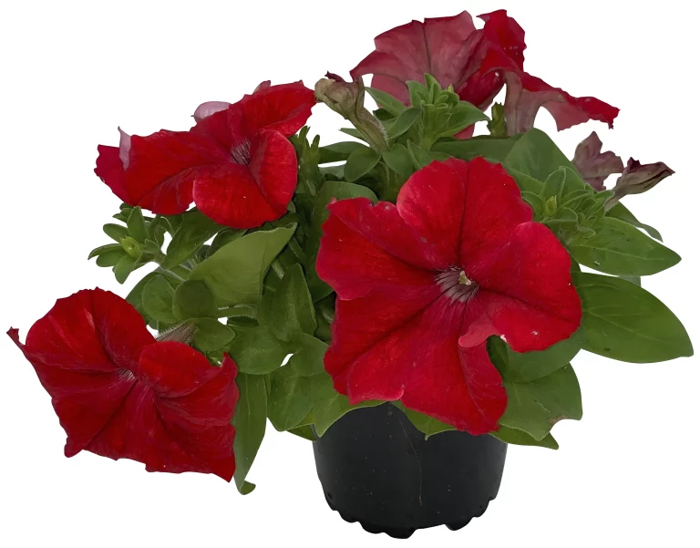 Planta de petunia con flores rojas vibrantes en maceta negra sobre fondo blanco