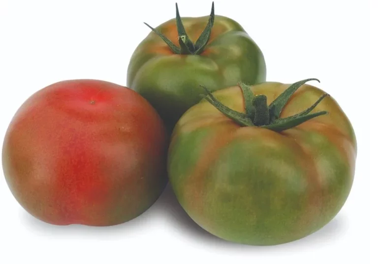 Tres tomates Anairis de diferentes grados de maduración sobre fondo blanco, mostrando colores verde, amarillo y rojo