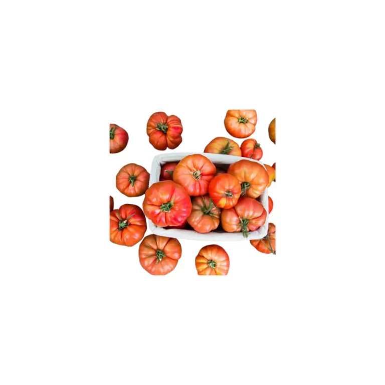 Tomates rojos tipo corazón de buey variedad Avoa de Osedo en recipiente blanco sobre fondo blanco