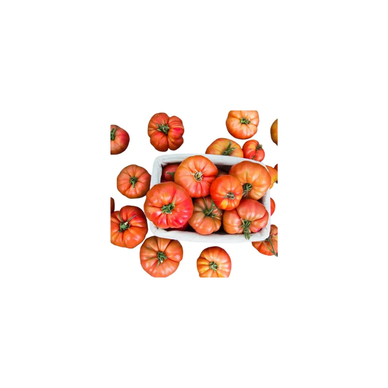 Tomates rojos tipo corazón de buey variedad Avoa de Osedo en recipiente blanco sobre fondo blanco