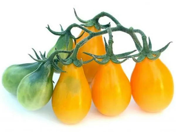 Racimo de tomates cherry pera amarillos en diferentes grados de madurez, con tallos verdes sobre fondo blanco