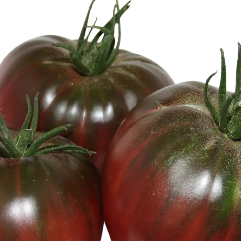 Tres tomates maduros de la variedad Negro Santiago con coloración púrpura-rojiza oscura y tallos verdes