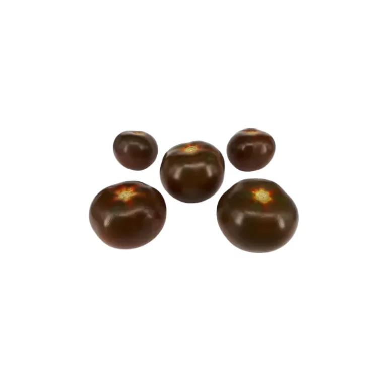 Cinco tomates negros maduros de diferentes tamaños sobre fondo blanco, con tonos marrones y reflejos dorados