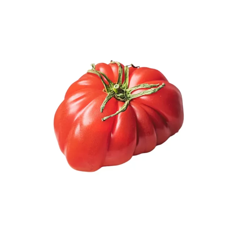 Tomate grande y rojo con forma acanalada característica de la variedad Taller de Lubre sobre fondo blanco