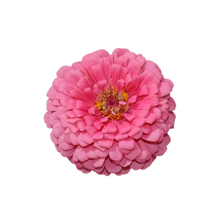 Flor de zinnia rosa con múltiples pétalos en capas y centro amarillo sobre fondo blanco
